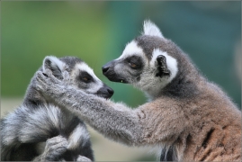 <p>LEMUR KATA (Lemur catta) ZOO Ústí nad Labem</p>